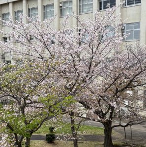 ２０２７桜