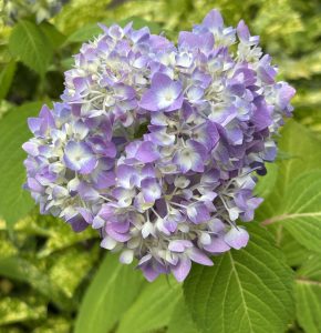 紫陽花